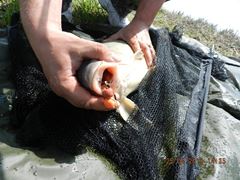carpfishing
